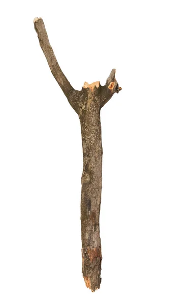 Baum Stick Isoliert Auf Weißem Hintergrund — Stockfoto