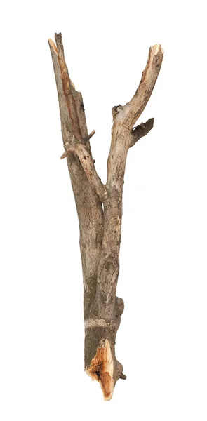 Tree Branch Isolated White Background — Stock Photo, Image