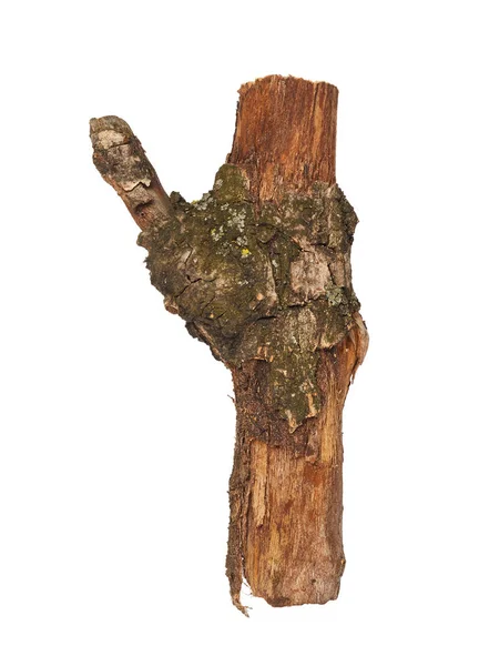 Гілка Зламаного Дерева Ізольована Білому Тлі — стокове фото