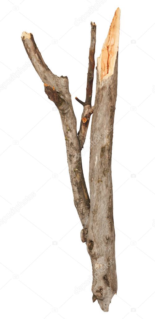 Broken tree stick isolated on white background