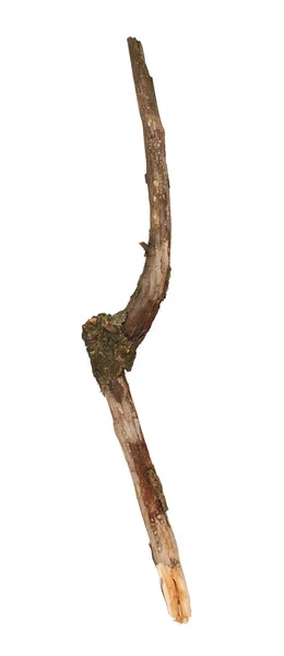Tree Stick Izolat Fundal Alb — Fotografie, imagine de stoc