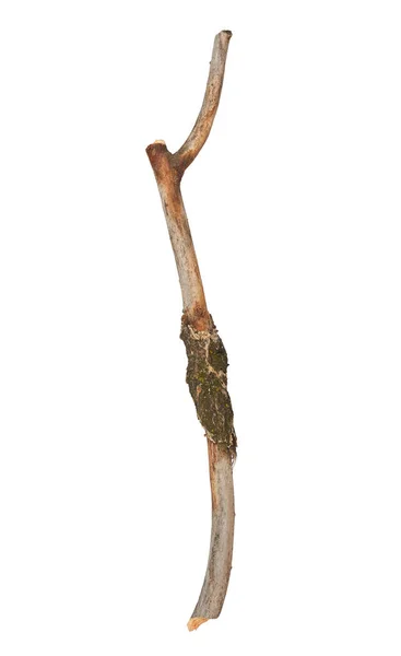 Dry Wood Stick Isolated White Background — Stock Photo, Image