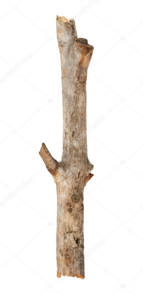 dry wood stick isolated on white background