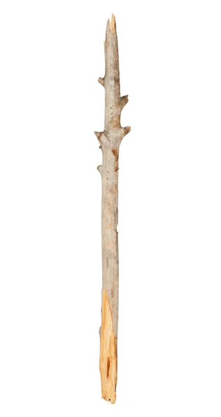 Baum Stick Isoliert Auf Weißem Hintergrund — Stockfoto