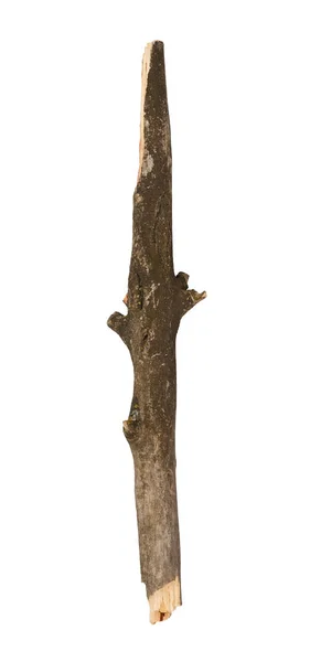 Tree Stick Izolat Fundal Alb — Fotografie, imagine de stoc