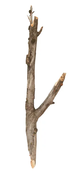 Tree Stick Izolat Fundal Alb — Fotografie, imagine de stoc