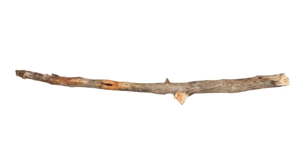 Baum Stick Isoliert Auf Weißem Hintergrund — Stockfoto