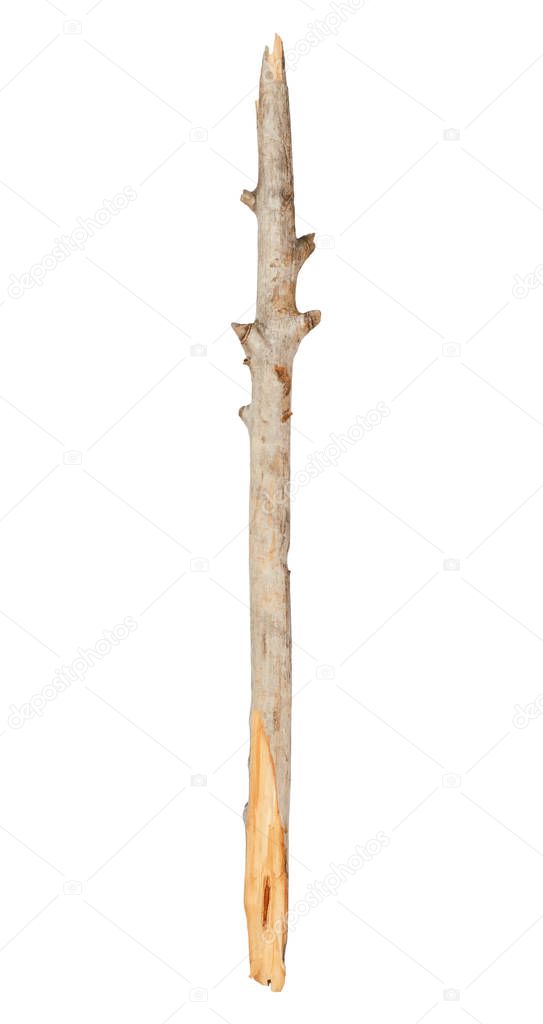 Tree stick isolated on white background