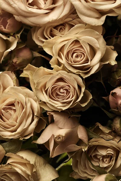 Primer Plano Hermosas Rosas Estilo Vintage —  Fotos de Stock
