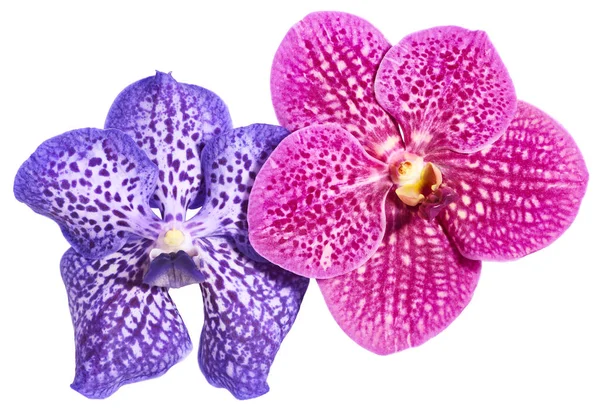 Orchidea Virágok Elszigetelt Fehér Háttér — Stock Fotó