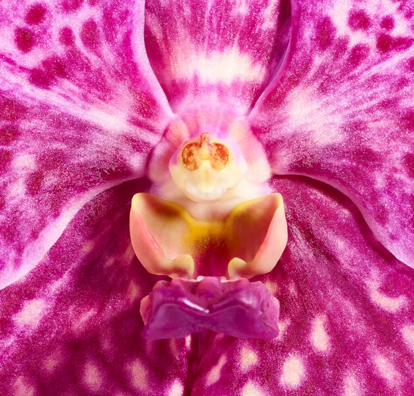 Phalaenopsis Orchidea Virág Mag Közelről — Stock Fotó