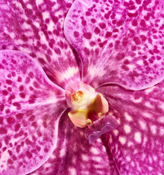 Sarı Çekirdekli Pembe Orkide Çiçeği Yaklaş — Stok fotoğraf