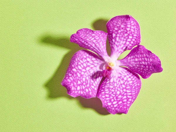 Vanda Orchidea Virág Zöld Háttéren Helyet Szöveges — Stock Fotó
