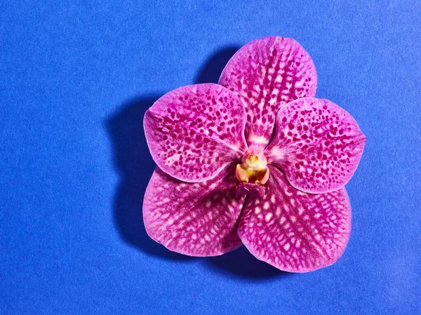 Gyönyörű Rózsaszín Vanda Otrchid Virág Felett Kék Háttér — Stock Fotó