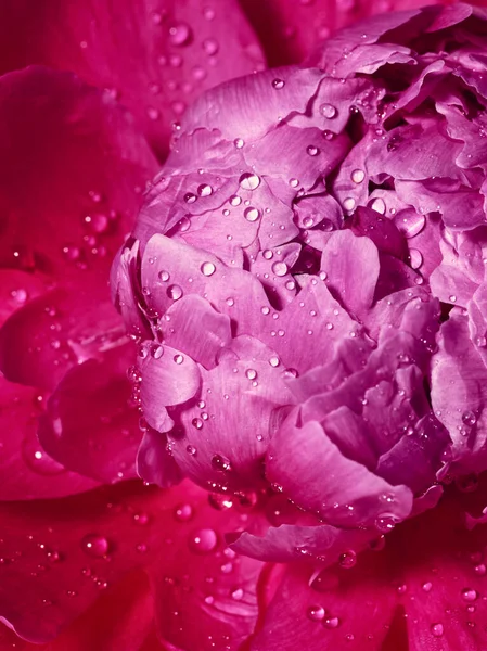 Flor Peonía Rosa Con Gotas Agua Cerca — Foto de Stock