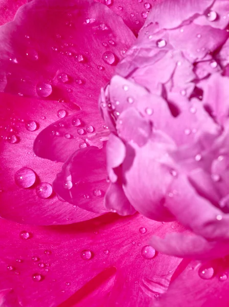 Gocce Acqua Sui Petali Fiori Peonia Vicino — Foto Stock