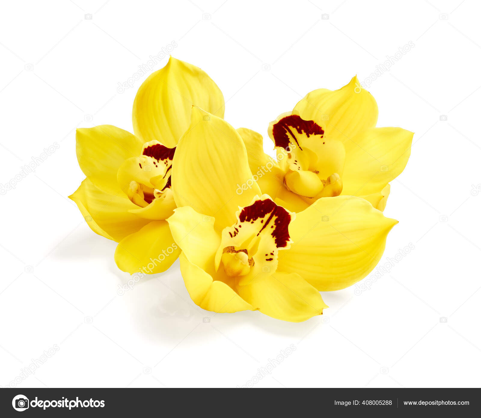 Flores Amarelas Orquídea Cymbidium Isoladas Fundo Branco fotos, imagens de  © Nik_Merkulov #408005288
