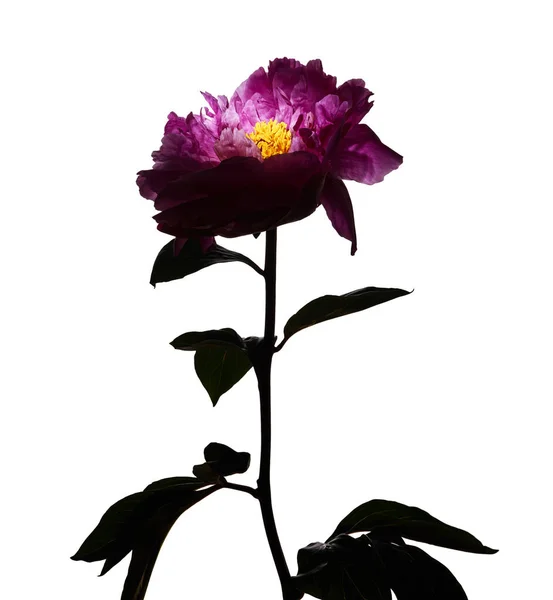 Rosa Pfingstrose Blume Mit Gelbem Kern Isoliert Auf Weißem Hintergrund — Stockfoto