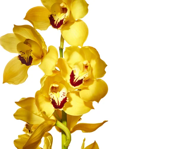 Fleurs Orchidée Cymbidium Jaune Isolées Sur Fond Blanc — Photo