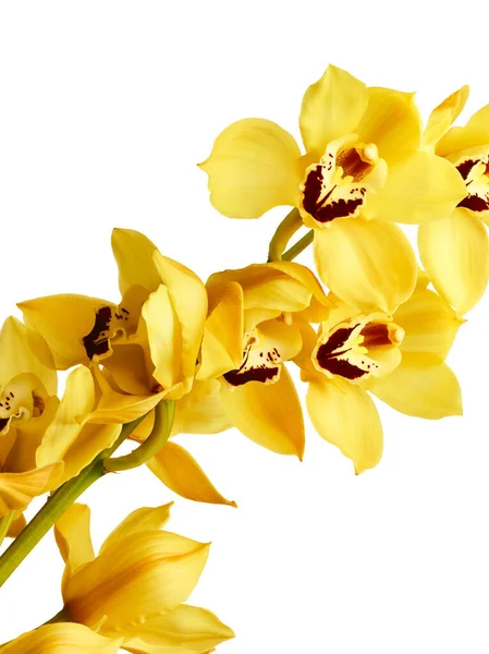 Fleurs Jaunes Orchidée Cymbidium Rapprochées Isolées Sur Fond Blanc — Photo