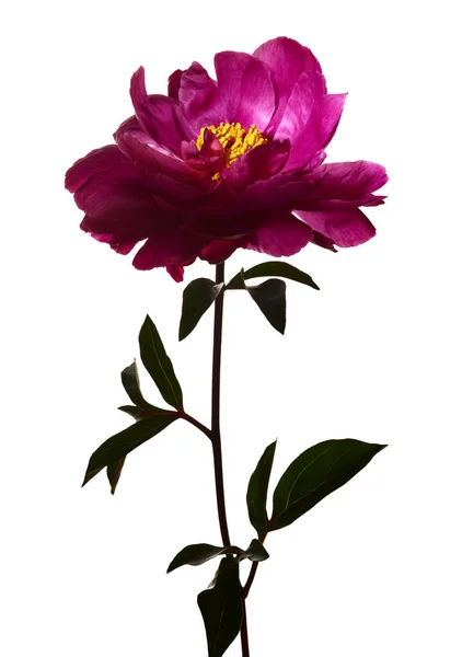 Belle Fleur Pivoine Rose Avec Coeur Jaune Isolé Sur Fond — Photo