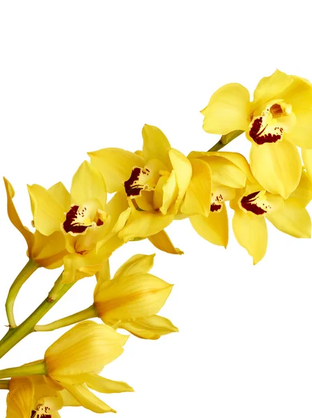 Belles Orchidées Cymbidium Jaunes Isolées Sur Fond Blanc — Photo