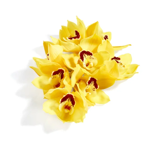 Hermosas Flores Amarillas Orquídea Cymbidium Aisladas Sobre Fondo Blanco —  Fotos de Stock