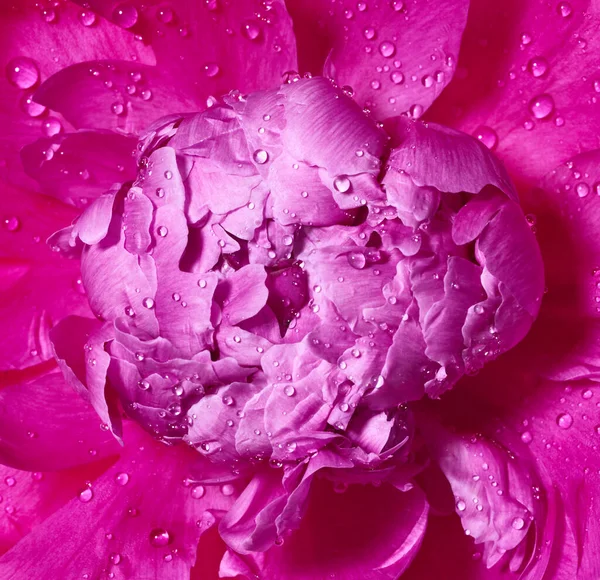 Peony Flower Drops Water — Stock Photo, Image