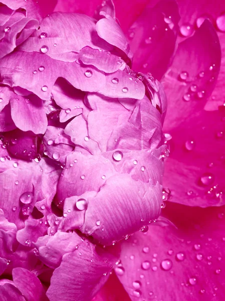 Пионский Цветок Капельками Воды Вблизи — стоковое фото