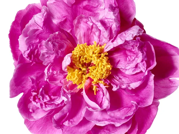 Рожева Квітка Півонії Макро Білому Тлі — стокове фото