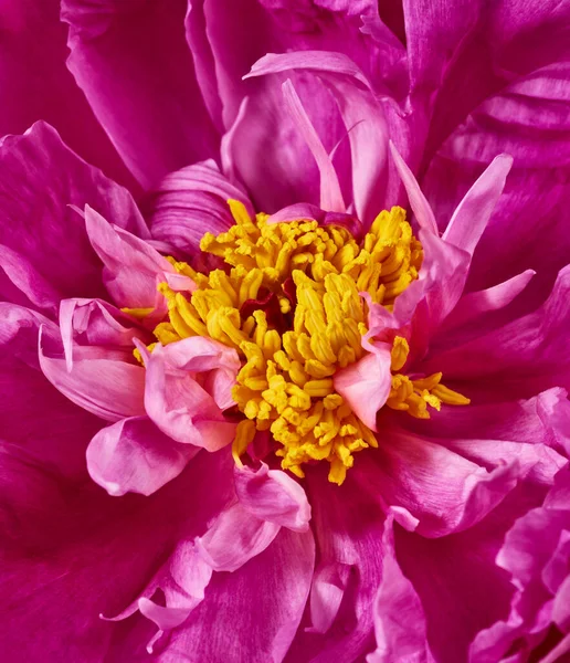 Beautiful Pink Peony Flower Close — Stock Photo, Image