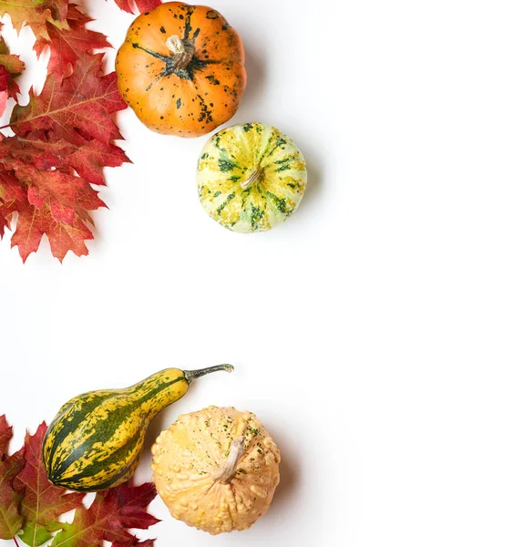 Pumpkins Red Oak Leaves White Background Place Text — Stock Photo, Image