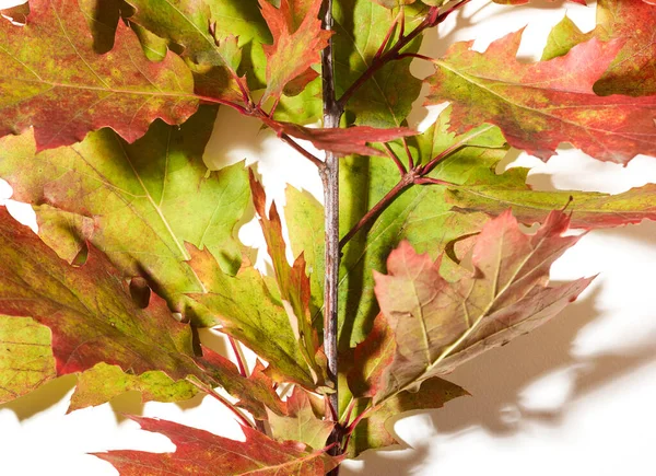 Autumn Oak Leaves Close White Background — Stock Photo, Image
