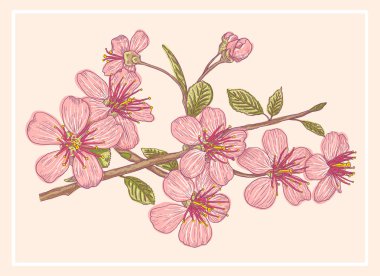 Kiraz çiçekleri Vintage vektör çizim çiçek. Sakura ile VINTAGE poster.