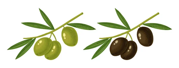 Aceitunas verdes y negras — Vector de stock