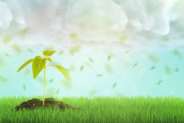 3d rendering of a young sprout growing on a fresh green lawn and a dollar bills rain falling down from the cloudy sky.