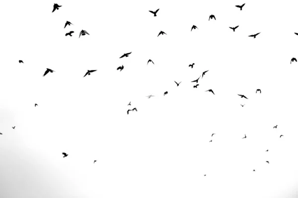 Photo Flying Black Birds White Background — Stock Photo, Image