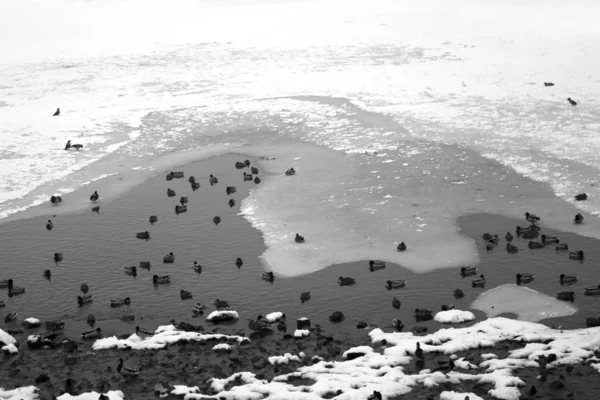 Foto Paquete Blanco Negro Patos Río Congelado Parque —  Fotos de Stock