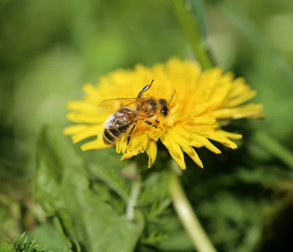 Photo Macro Retro Background Bee Dandelion — Stock Photo, Image