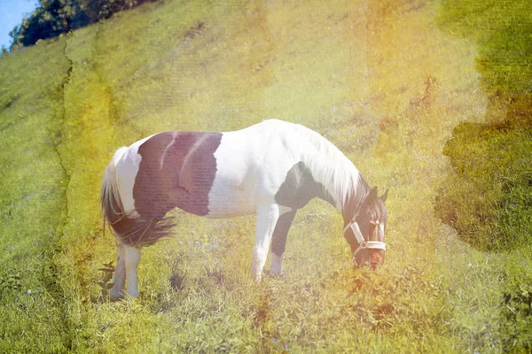 晴れた日の午後に緑の芝生の美しい馬のクローズ アップの写真 — ストック写真