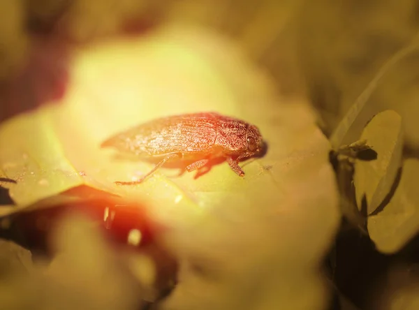 Photo Macro Golden Beetle Foliage Summer — Stock Photo, Image