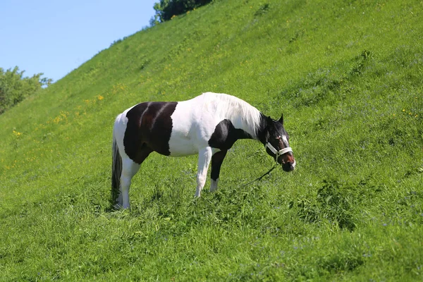 Φωτογραφία Από Ένα Κοντινό Πλάνο Του Μια Όμορφη Άλογο Ένα — Φωτογραφία Αρχείου
