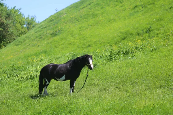 Φωτογραφία Από Ένα Κοντινό Πλάνο Του Μια Όμορφη Άλογο Ένα — Φωτογραφία Αρχείου