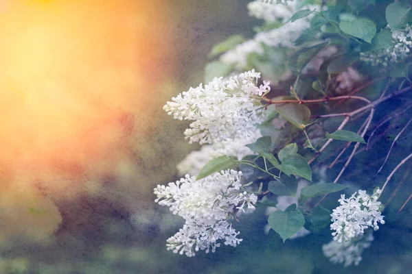 Foto Uno Sfondo Macro Retrò Con Lilla Fiore Primavera — Foto Stock