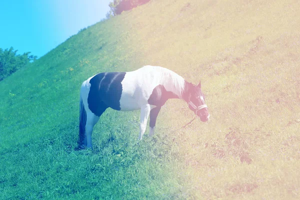 Heldere Foto Van Een Mooi Paard Een Weide Zomer — Stockfoto