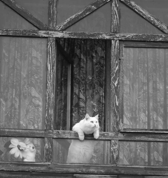 Photo White Cat Window Village House — Stock Photo, Image