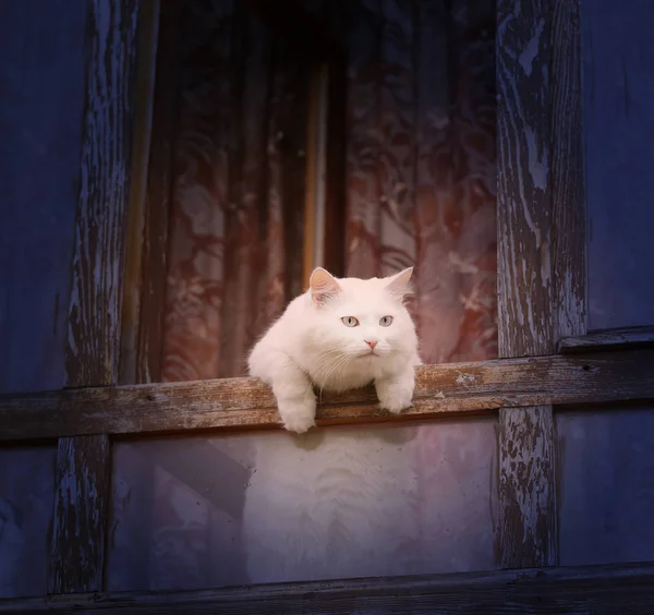 Foto Einer Weißen Katze Fenster Eines Dorfhauses — Stockfoto