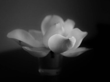 Güzel beyaz manolya çiçekleri Fotoğrafları