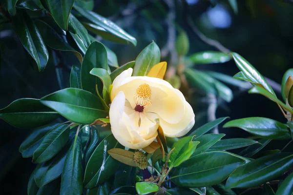 Fotos de belas flores de magnólia branca — Fotografia de Stock