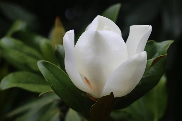 Фото красивих білих квітів магнолії — стокове фото
